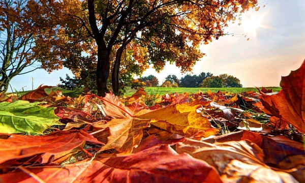 A pile of autumn leaves on the ground under a tree